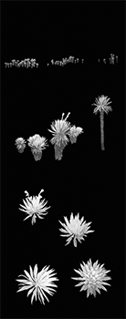 Frailejones